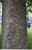 wood tree bark 0004